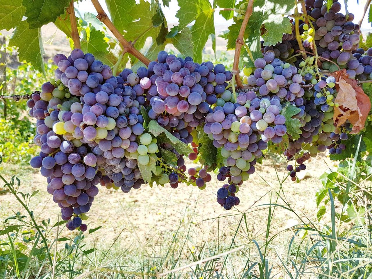 Agriturismo Il Drago Piazza Armerina Eksteriør bilde